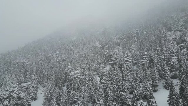 Great snowfall in the high mountains and creating magnificent landscapes with forest trees