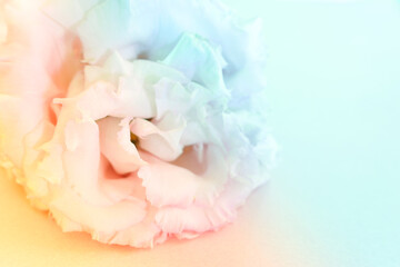 Fototapeta na wymiar Top view image of delicate flower over pastel background