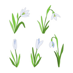 Snowdrops set isolated Spring time flower. Vector llustration 