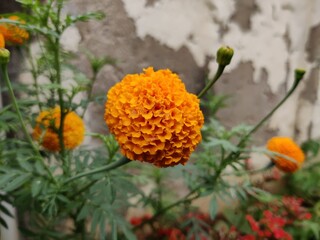 Picture of an orange colored flower in garden shot during daytime 