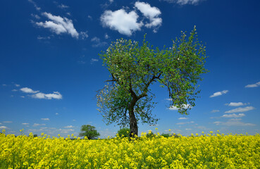 Ein Blühendes gelbes Rapsfeld im Frühling , bei strahlend blauem Himmel mit kleinen weißen...