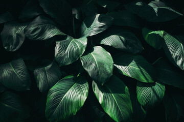 A background with an abstract design and a close-up texture of green leaves., tropical leaf and...