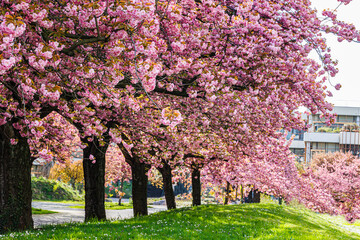 Sakura Cherry blossoming alley in german city. Wonderful scenic rows of blossoming cherry sakura trees and green lawn in springtime, Germany.