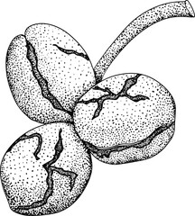 Walnut. Vector hand drawn nuts. Engraving illustration with different sort of nuns.