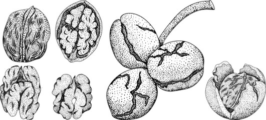 Walnut. Vector hand drawn nuts. Engraving illustration with different sort of nuns.
