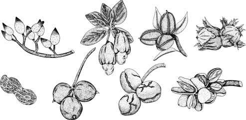 Vector hand drawn nuts. Engraving illustration with different sort of nuns. Walnut, macadamia, cashew, hazelnut, peanut, pistachio, almond, pecan
