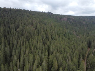 Aerial photo of the black forest in Germany