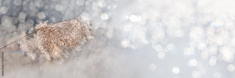 Fototapete Background of dry fluffy sprig of grass close-up with bokeh effect. Horizontal frame.