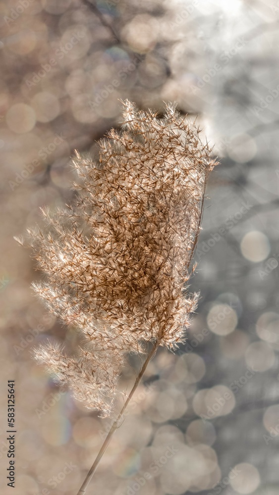 Poster Background of dry fluffy sprig of grass close-up with bokeh effect. Vertical frame.