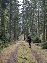 Person hiking in the woods of the black forest in Germany
