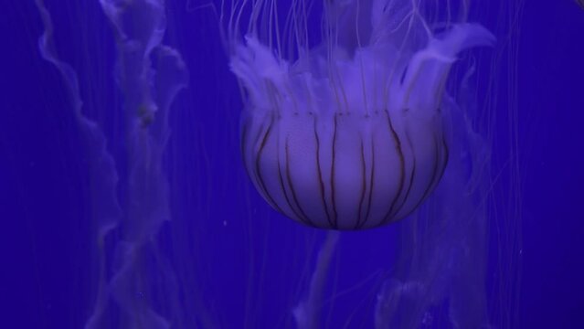 Japanese Sea Nettle (Chrysaora Pacifica), Hunts Small Drifting Animals, Reduce Noise , Pro Rez 422   