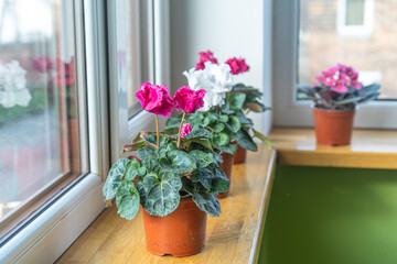 Cyclamens. Caring for houseplants. Red alpine violet on the windowsill. Home mini potted plants on the windowsill. Selective focus