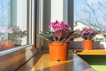 African violet. Home mini potted plants on the windowsill. Flowering saintpaulias. Selective focus