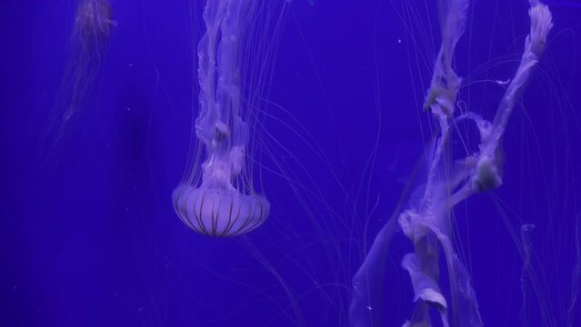 Japanese Sea Nettle (Chrysaora Pacifica), Its Sting Is More Burning, Reduce Noise , Pro Rez 422   