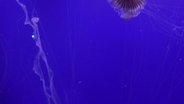 Japanese Sea Nettle (Chrysaora Pacifica), Its Sting Is Considered Moderate, Reduce Noise , Pro Rez 422   