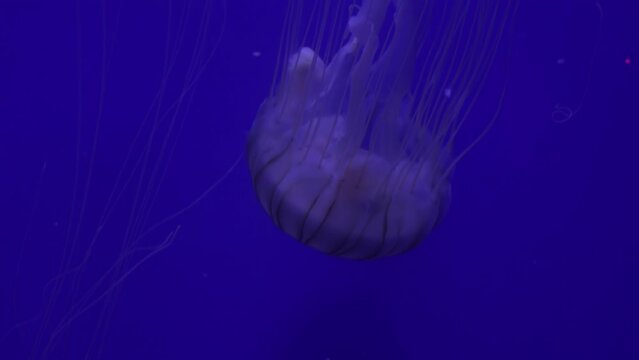 Chrysaora Pacifica, if they touch a prey it paralyzes it, Reduce Noise, Reduce Noise , Pro Rez 422   
