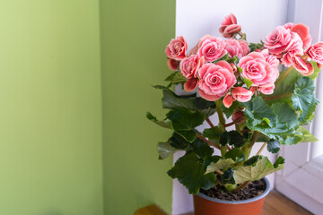 Bright begonia on the window. Selective focus. Home mini plants on the windowsill. Begonia elatior