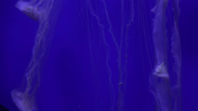Japanese Sea Nettle (Chrysaora Pacifica), The Tentacles Are Covered Stinging Cells, Reduce Noise , Pro Rez 422   