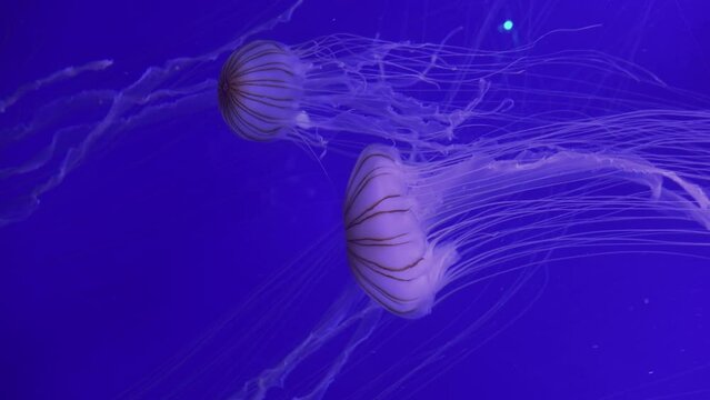 Japanese Sea Nettle (Chrysaora Pacifica)Touching The Prey Is Paralyzing, Reduce Noise , Pro Rez 422   