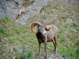 Mountin sheep rams travel along very thin rocky cliffs in the Canadian Rockies blending in to their environment