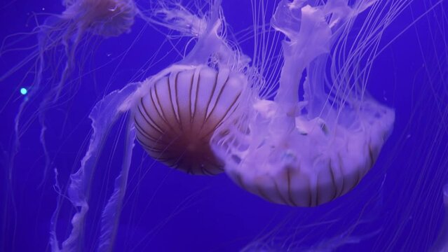 Japanese Sea Nettle (Chrysaora Pacifica),The Bell Has Distinct Striations, Reduce Noise , Pro Rez 422   