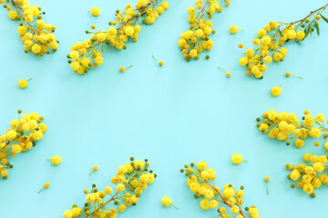 Top view image of spring yellow mimosa flowers composition over pastel blue background