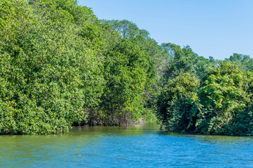 A view up a tributary to the Belize River at the mouth in Belize from the sea on a sunny day