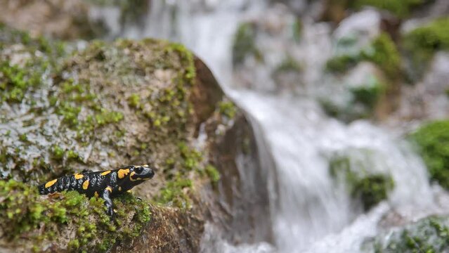 Fire salamander on the rock (Salamandra salamandra)
