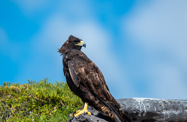 A Galapagos hawk on, where else, but the Galapagos