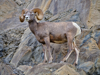 Mountin sheep rams travel along very thin rocky cliffs in the Canadian Rockies blending in to their...