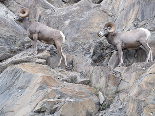 Mountin sheep rams travel along very thin rocky cliffs in the Canadian Rockies blending in to their...