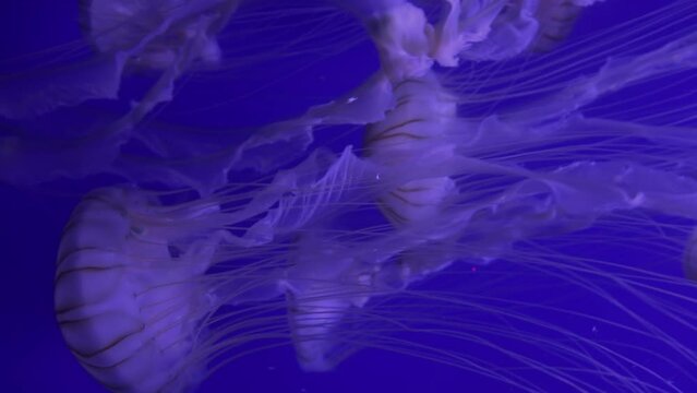 Japanese Sea Nettle (Chrysaora Pacifica) They Have A Transparent Gelatinous Body, Reduce Noise , Pro Rez 422   