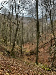 Pathing through the trees in the forest while hiking in Bad Urach in Germany