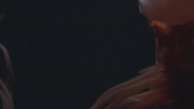 Flame Jellyfish (Rhopilema Esculentum), Its Venom Consists Of Therapeutic Compounds, Reduce Noise , Pro Rez 422 
