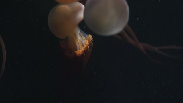 Flame Jellyfish (Rhopilema Esculentum), The Bell Is Stiff Hard And Thick, Reduce Noise , Pro Rez 422
