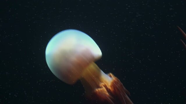 Flame Jellyfish (Rhopilema Esculentum), Popular Food Product In China, Reduce Noise , Pro Rez 422   