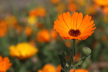 Calendula officinalis, the pot marigold, common marigold, ruddles, Mary's gold or Scotch marigold,...