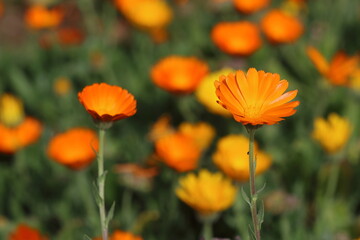 Calendula officinalis, the pot marigold, common marigold, ruddles, Mary's gold or Scotch marigold, is a flowering plant in the daisy family Asteraceae