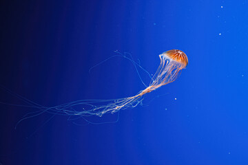 macro photography underwater northern sea nettle or brown jellyfish jellyfish © Minakryn Ruslan 