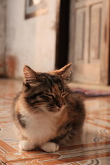 The cat (Felis catus) is a domestic species of small carnivorous mammal. It is the only domesticated species in the family Felidae and is commonly referred to as the domestic cat or house cat to