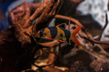 Underwater shot of fish Chromobotia macracanthus