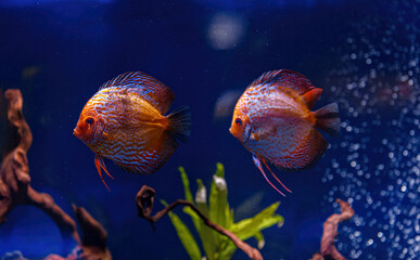 Fototapeta premium Underwater shot of Symphysodon fish