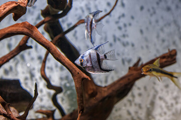 Underwater shot of fish pterophyllum scalare altum