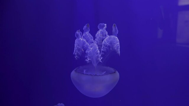 Rhizostoma Pulmo, Many Of Them Swim Upside Down, Reduce Noise,Pro Rez 422