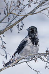 Portrait of a hooded crow (Corvus cornix) with ash-grey and black plumage perched on a tree branch with frost on a sunny winter day in Finland against a snow covered background