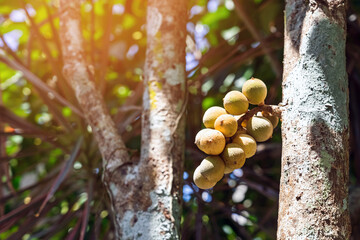 Longkong or Lansium parasiticum (duku fruit) on tree branch. Duku is native to Southeast Asia...