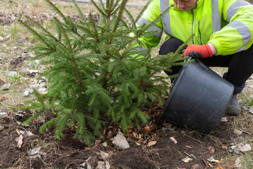 Wood chips mulching composting. Adult woman planting conifer tree in park or wood add a ground wood chips for mulching the trees. Increasing soil fertility, mulching, composting organic waste.