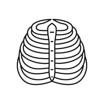 Human ribs icon. High quality black vector illustration.
