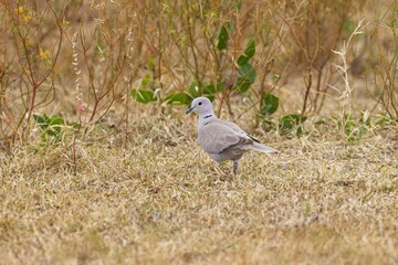 Eurasian collared dove (Streptopelia decaocto) perched on the ground with water
