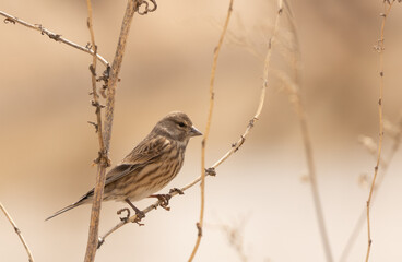 Carduelis linaria bird
